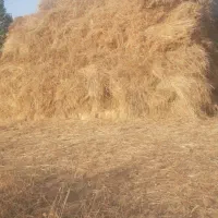یونجه بسته بندی شده