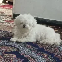 سلام فروش واگذاری سگ شیتزو دوساله بامزه