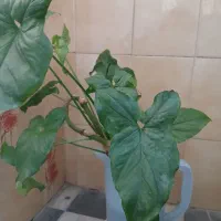 گیاه سینگونیوم & گوشی گرگی