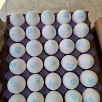 تولید و عرضه تخم مرغ