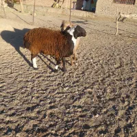 بره قوچی|حیوانات مزرعه|گزیک, |دیوار