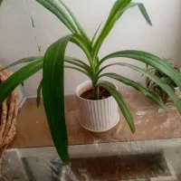 گل شاداب گلدان6تا|گل و گیاه طبیعی|نیشابور, هفده شهریور|دیوار