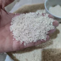 برنج فجر