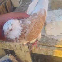 کبوتر چند تا گمشده