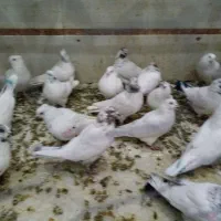 کفترپرشی|پرنده|الیگودرز, |دیوار