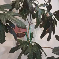 درخت پنچه کلاغی