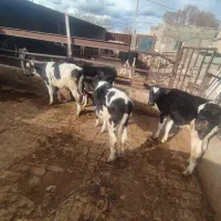 گوساله شیر گرفته