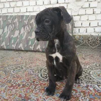 کنکورسو|سگ|اصفهان, کوی شهید کشوری|دیوار