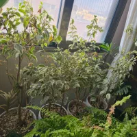 بنجامین ابلق و برگ انجیری پنجه شیری