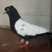 جفتگاه