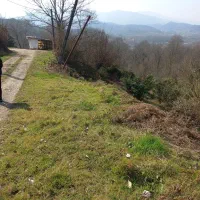 علف زنی|خدمات باغبانی و درختکاری|لاهیجان, شهرک سلمان فارسی|دیوار