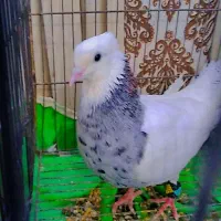 طوقی الماسی|پرنده|اهواز, دغاغله|دیوار