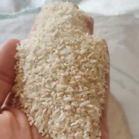 برنج سرلاشه محلی