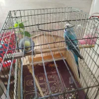 مرغ عشق. نرو ماده|پرنده|تهران, فلاح|دیوار