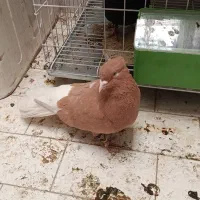 زرد دم سفید نر سرخ دم سفید ماده