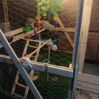 قفس|لوازم جانبی حیوانات|اراک, |دیوار