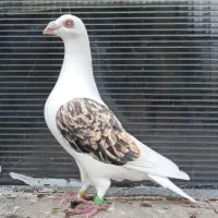 تور کبوتر نقاب