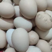 تخم مرغ محلی