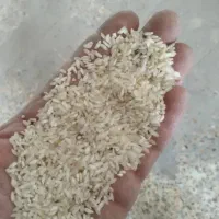 برنج چمپای چیتا کشت یاسوج