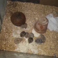 همستر کمپل گلد|موش و خرگوش|محمدشهر, علی آباد گونه|دیوار