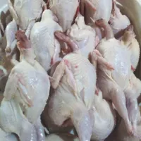 بلدرچین گوشتی و تخمگذار|حیوانات مزرعه|قائم‌شهر, |دیوار