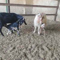 بز کهره دار|حیوانات مزرعه|شیراز, داریون|دیوار