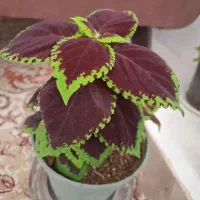 گل حسن یوسوف