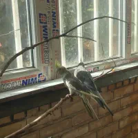 عروس هلندی|پرنده|تهران, شهرک محلاتی|دیوار