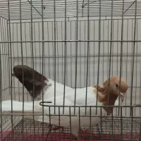 یک جفت کبوتر باشلی نروماده|پرنده|تبریز, |دیوار