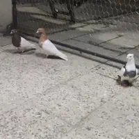 کبوتر|حیوانات|بروجرد, |دیوار