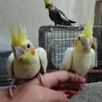 عروس هلندی|پرنده|محلات, |دیوار