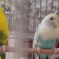 مرغ عشق|پرنده|کرج, گوهردشت|دیوار