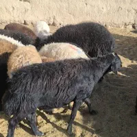 قوچ قره قزل|حیوانات مزرعه|شهرضا, |دیوار