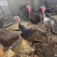 بوقلمون