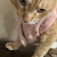 واگذاری گربه|گربه|شهریار, شهرک شاهد|دیوار