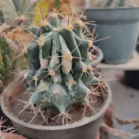 فروش انواع کاکتوس با قیمت مناسب در گلخانه منزل|گل و گیاه طبیعی|سمنان, |دیوار