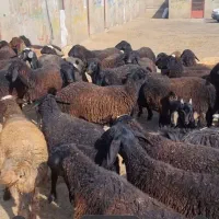 گوسفند