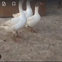 فروش غاز تخم گذار