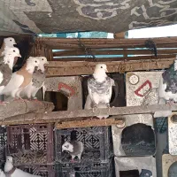 یه تیپ طوقی|پرنده|فولادشهر, مسکن مهر فولادشهر|دیوار