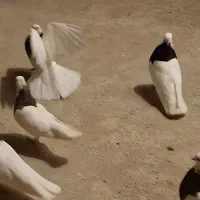 کبوتر طوقی