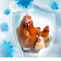 درخواست نیروی کار جهت کار در مرغداری