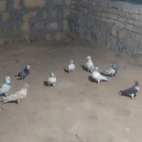 کبوتر معاضه ای