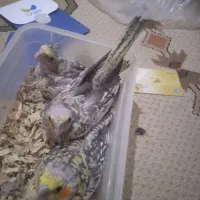 عروس هلندی جوجه|پرنده|مشکین‌دشت, |دیوار