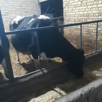 کاو شیری هلشتاین