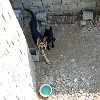 ژرمن|سگ|بندرعباس, |دیوار