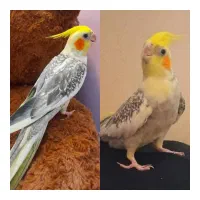 ۲ عدد عروس هلندی نر بالغ