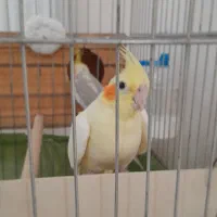 یک جفت عروس هلندی مولد