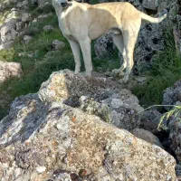 سگ.|سگ|سنقر, |دیوار