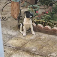 هاپو سگ واگذاری