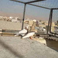 مخمل ویکت زرد